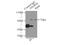 Hydroxyacyl-CoA Dehydrogenase Trifunctional Multienzyme Complex Subunit Alpha antibody, 10758-1-AP, Proteintech Group, Immunoprecipitation image 