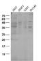 Transmembrane Protein 174 antibody, orb313295, Biorbyt, Western Blot image 