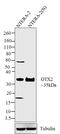 Orthodenticle Homeobox 2 antibody, 710981, Invitrogen Antibodies, Western Blot image 