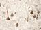 Presenilin 1 antibody, AF149, R&D Systems, Immunohistochemistry frozen image 