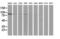 Mitogen-Activated Protein Kinase 7 antibody, M02812-1, Boster Biological Technology, Western Blot image 