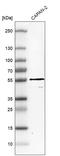 E3 ubiquitin-protein ligase TRIM21 antibody, HPA005673, Atlas Antibodies, Western Blot image 