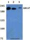 ATP-binding cassette sub-family A member 7 antibody, LS-C412163, Lifespan Biosciences, Western Blot image 