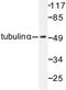 Tubulin Alpha 1b antibody, AP06604PU-N, Origene, Western Blot image 