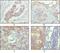 Activated Leukocyte Cell Adhesion Molecule antibody, MA5-15421, Invitrogen Antibodies, Immunohistochemistry frozen image 