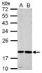 Cystatin F antibody, NBP2-16074, Novus Biologicals, Western Blot image 