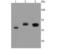Catalase antibody, NBP2-67212, Novus Biologicals, Western Blot image 