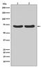 Heat Shock Protein Family A (Hsp70) Member 8 antibody, M01024, Boster Biological Technology, Western Blot image 