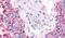Cell Division Cycle 7 antibody, PA5-33416, Invitrogen Antibodies, Immunohistochemistry frozen image 