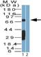 SAM And HD Domain Containing Deoxynucleoside Triphosphate Triphosphohydrolase 1 antibody, NBP2-27410, Novus Biologicals, Western Blot image 