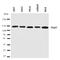 Integrin Subunit Alpha 7 antibody, orb146720, Biorbyt, Western Blot image 