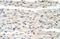Heterogeneous Nuclear Ribonucleoprotein D Like antibody, A09982, Boster Biological Technology, Immunohistochemistry paraffin image 