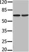 PIF1 5'-To-3' DNA Helicase antibody, orb107550, Biorbyt, Western Blot image 