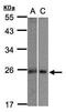 MID1 Interacting Protein 1 antibody, TA309030, Origene, Western Blot image 