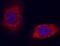 NPC Intracellular Cholesterol Transporter 2 antibody, AF8644, R&D Systems, Immunofluorescence image 