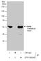 Tubulin Beta 3 Class III antibody, GTX130245, GeneTex, Immunoprecipitation image 