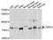 Leucine Rich Repeat Containing 4 antibody, PA5-76571, Invitrogen Antibodies, Western Blot image 