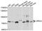 Leucine Rich Repeat Containing 4 antibody, PA5-76571, Invitrogen Antibodies, Western Blot image 