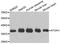 mATH1 antibody, abx005009, Abbexa, Western Blot image 