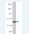 Relaxin Family Peptide Receptor 3 antibody, H00051289-M01, Novus Biologicals, Western Blot image 