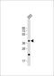 Chondroitin Sulfate N-Acetylgalactosaminyltransferase 2 antibody, 63-639, ProSci, Western Blot image 