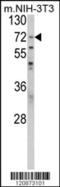 Poly(A) Binding Protein Cytoplasmic 1 antibody, 61-598, ProSci, Western Blot image 