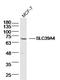 Solute Carrier Family 39 Member 4 antibody, orb313105, Biorbyt, Western Blot image 