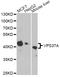 VPS37A Subunit Of ESCRT-I antibody, LS-C749171, Lifespan Biosciences, Western Blot image 