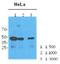 N-Acetylneuraminate Synthase antibody, GTX53749, GeneTex, Western Blot image 