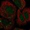 FosB Proto-Oncogene, AP-1 Transcription Factor Subunit antibody, NBP2-56210, Novus Biologicals, Immunofluorescence image 