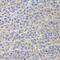 Poly(A)-Specific Ribonuclease antibody, orb247693, Biorbyt, Immunohistochemistry paraffin image 