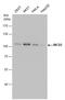 BICD Cargo Adaptor 2 antibody, GTX631995, GeneTex, Western Blot image 