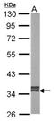 Glyoxylate And Hydroxypyruvate Reductase antibody, NBP1-32747, Novus Biologicals, Western Blot image 