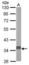 Glyoxylate reductase/hydroxypyruvate reductase antibody, NBP1-32747, Novus Biologicals, Western Blot image 