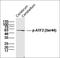 Activating Transcription Factor 2 antibody, orb4590, Biorbyt, Western Blot image 