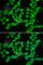 Hydroxyacyl-CoA Dehydrogenase Trifunctional Multienzyme Complex Subunit Beta antibody, A5716, ABclonal Technology, Immunofluorescence image 