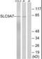 Solute Carrier Family 9 Member A7 antibody, PA5-39467, Invitrogen Antibodies, Western Blot image 