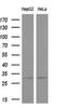 Potassium Voltage-Gated Channel Interacting Protein 2 antibody, MA5-26865, Invitrogen Antibodies, Western Blot image 