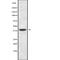 Cell Division Cycle 37 Like 1 antibody, abx149125, Abbexa, Western Blot image 