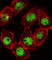 Cyclin Dependent Kinase Inhibitor 1C antibody, abx026002, Abbexa, Western Blot image 