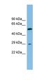 Transmembrane 4 L Six Family Member 20 antibody, orb325522, Biorbyt, Western Blot image 