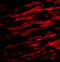 TIR Domain Containing Adaptor Protein antibody, 3155, ProSci, Immunofluorescence image 