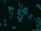 TTK Protein Kinase antibody, 10381-1-AP, Proteintech Group, Immunofluorescence image 