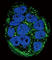 Frataxin antibody, abx032828, Abbexa, Western Blot image 