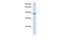 Integrator Complex Subunit 6 antibody, PA5-41271, Invitrogen Antibodies, Western Blot image 