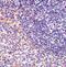 Fas Associated Factor 1 antibody, PA5-20314, Invitrogen Antibodies, Immunohistochemistry frozen image 