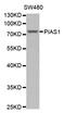Protein Inhibitor Of Activated STAT 1 antibody, abx123411, Abbexa, Western Blot image 