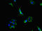 Proprotein Convertase Subtilisin/Kexin Type 5 antibody, CSB-PA017644LA01HU, Cusabio, Immunofluorescence image 