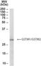 Glutathione S-Transferase Mu 1 antibody, NB300-932, Novus Biologicals, Western Blot image 