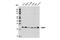 Vesicle Associated Membrane Protein 7 antibody, 14811S, Cell Signaling Technology, Western Blot image 